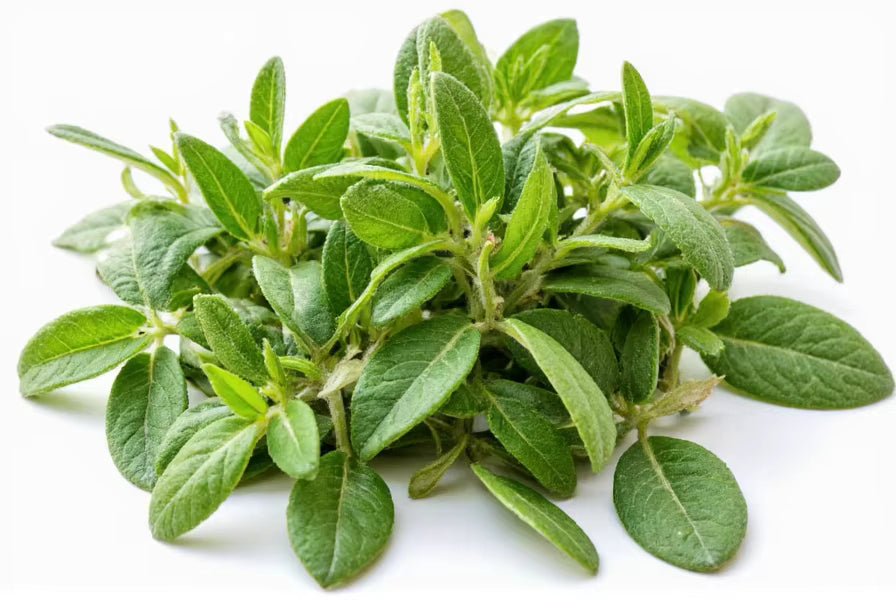 Fresh Oregano- by the ounce