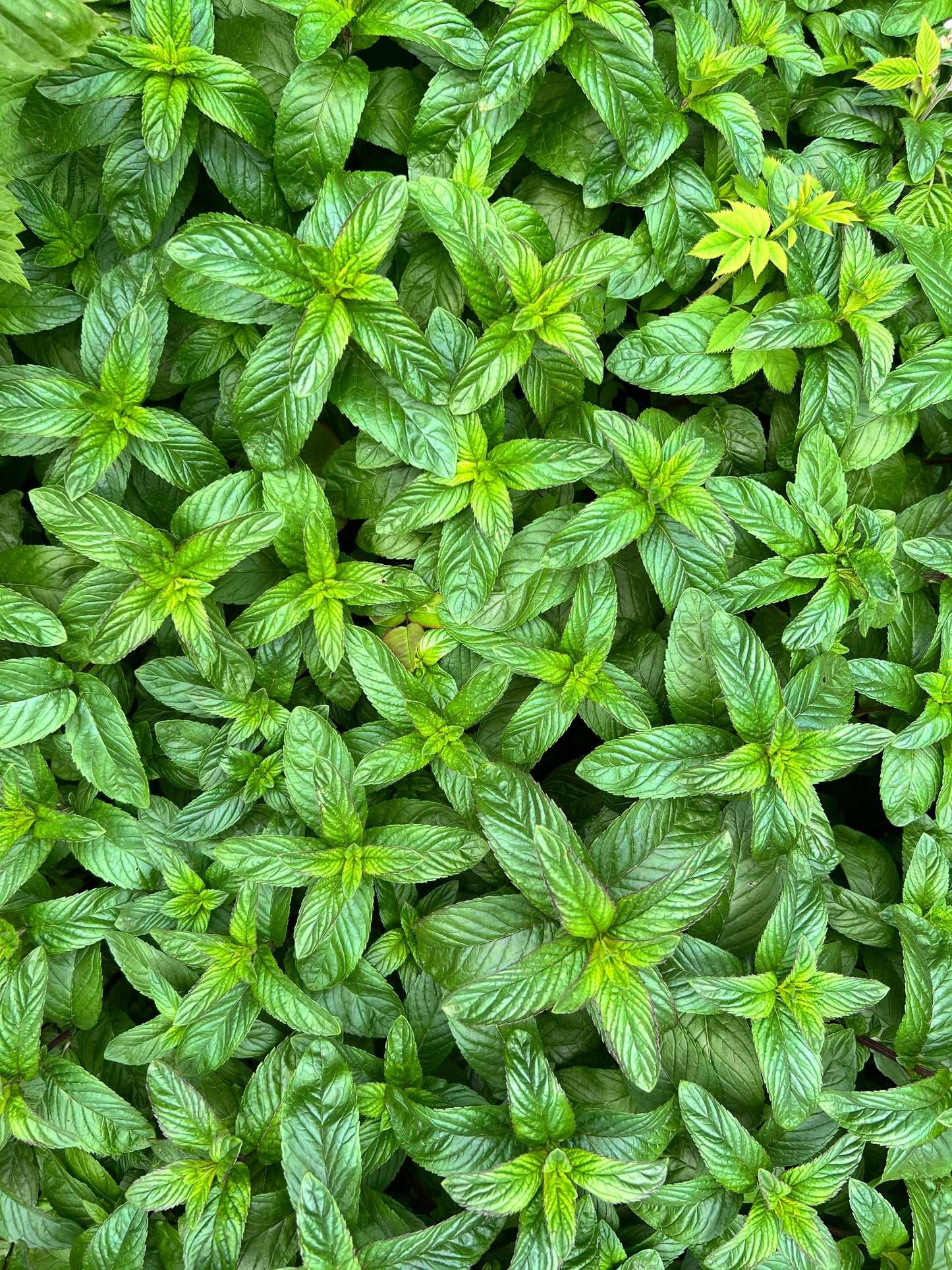 Dried Mint- Frog Bench Farms