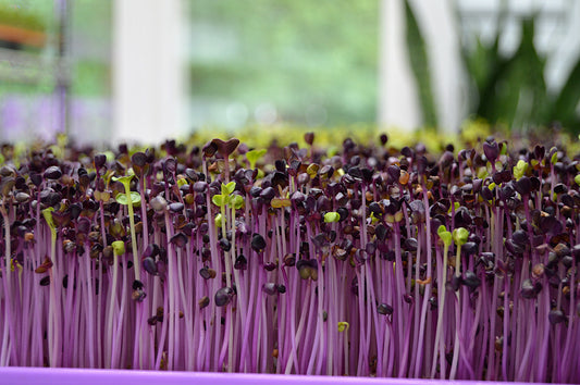 Exciting Ways to Use Microgreens!