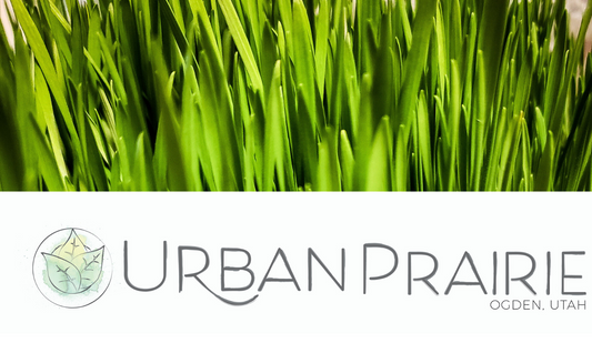 We LOVE Wheatgrass!