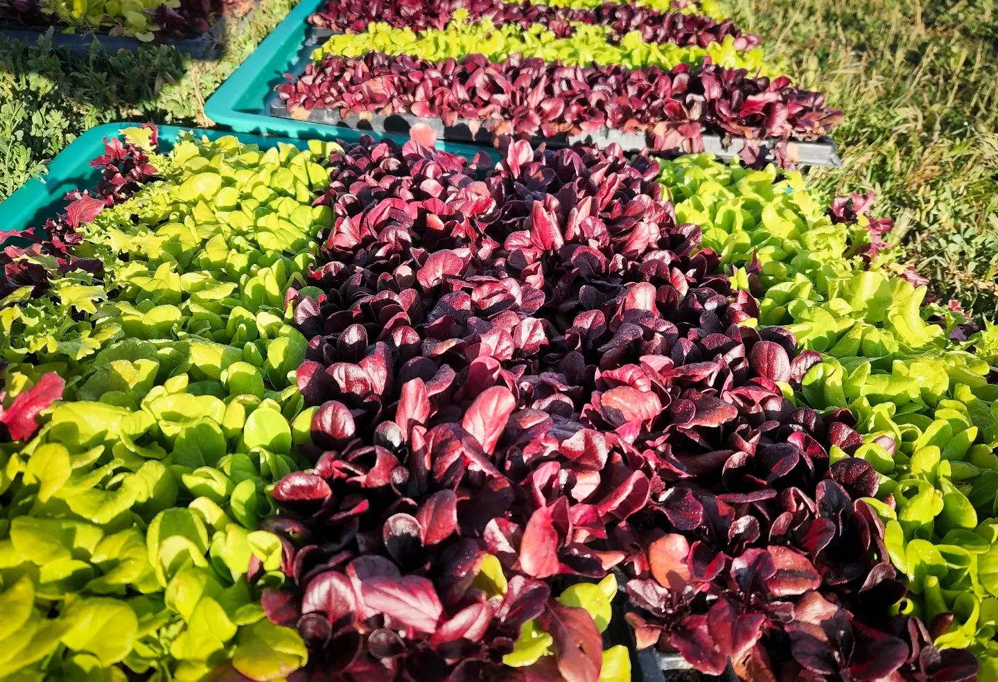 8 oz. Bag of Lettuce