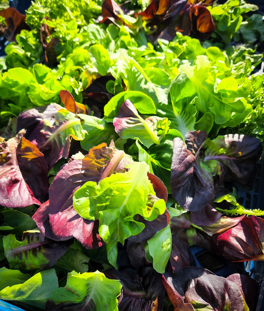 8 oz. Bag of Lettuce