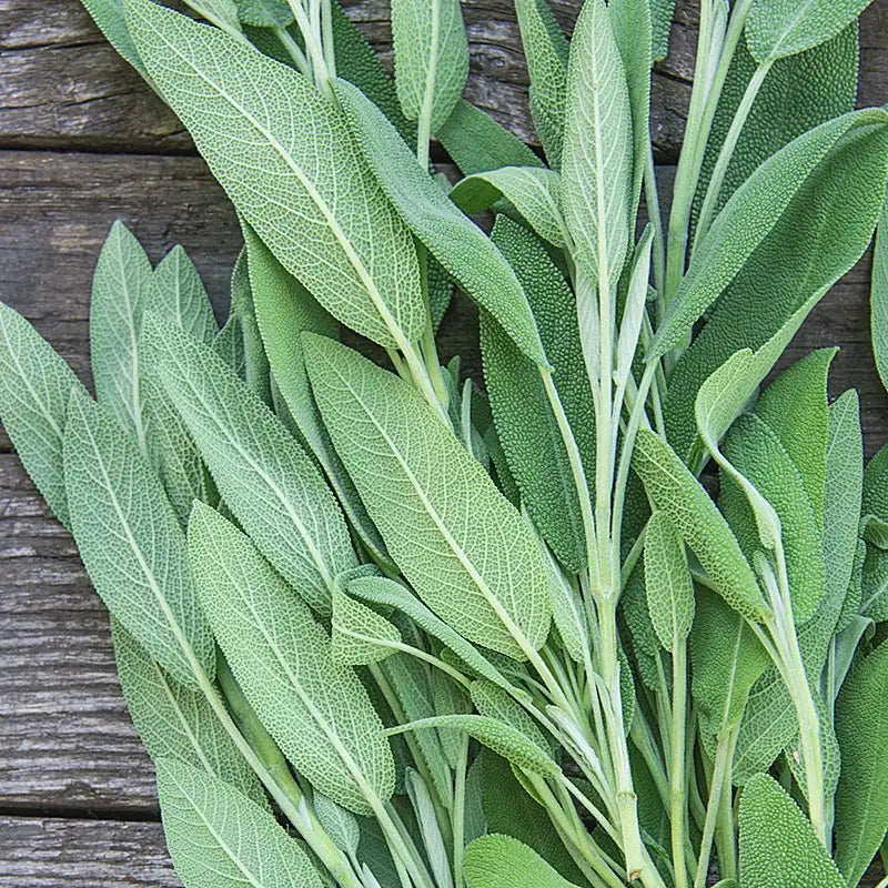 Dried Sage- Frog Bench Farms
