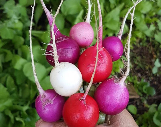 Fresh Easter Egg Radish