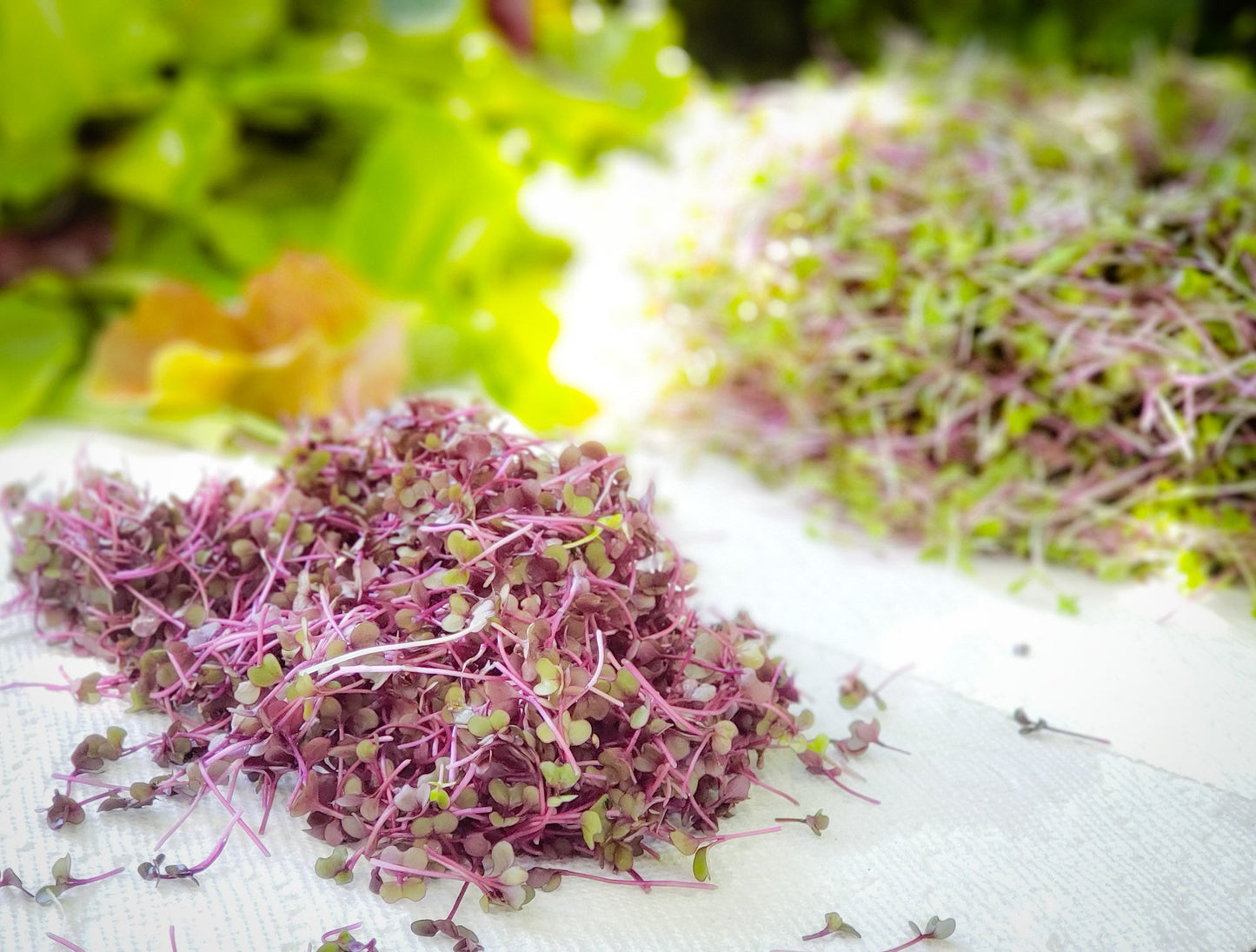 Microgreens - By Weight