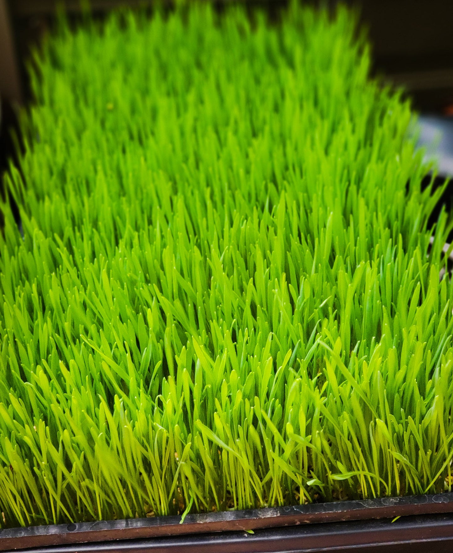 Microgreens - By Weight
