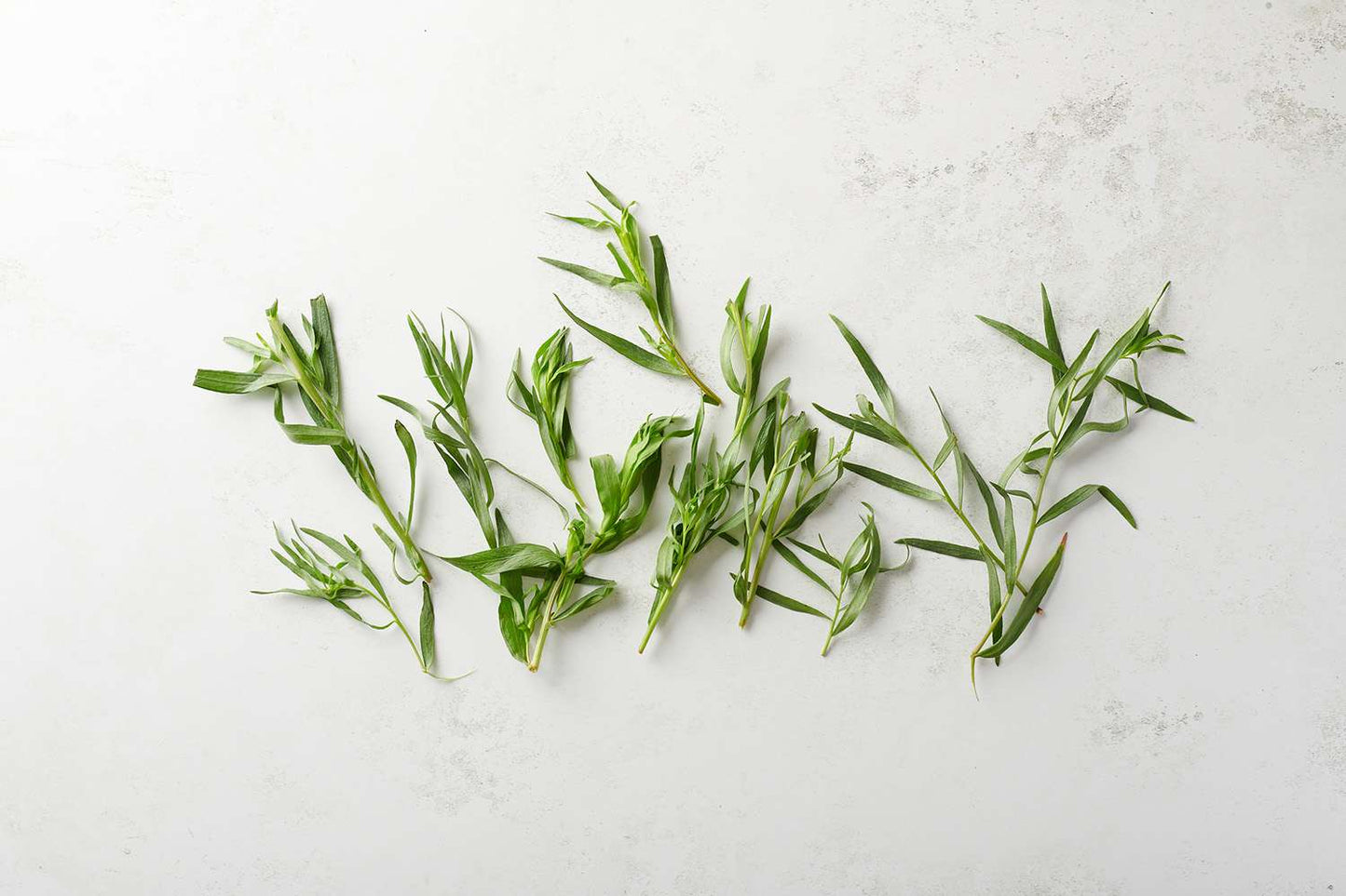 Dried Tarragon- Frog Bench Farms