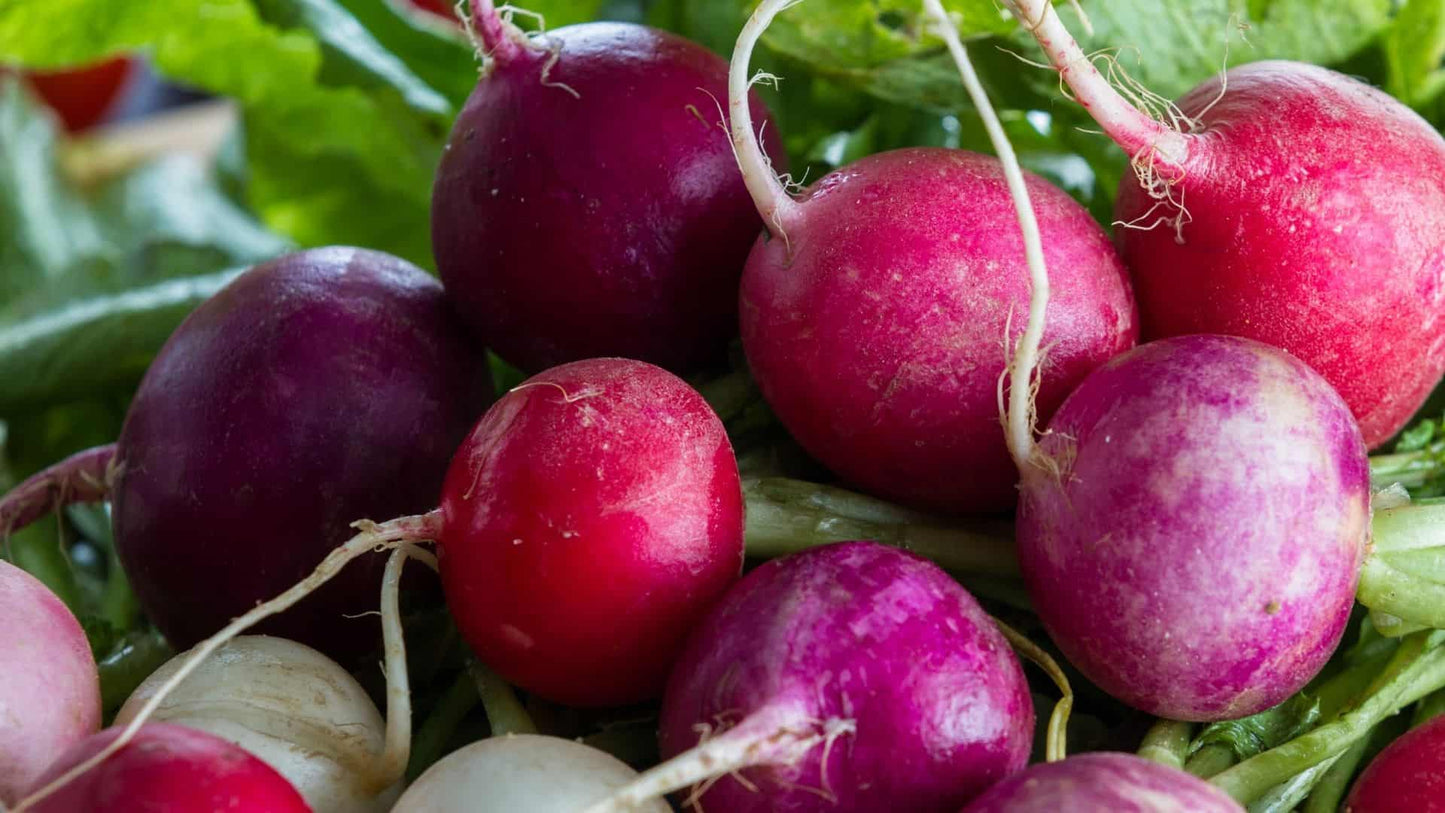 Fresh Easter Egg Radish