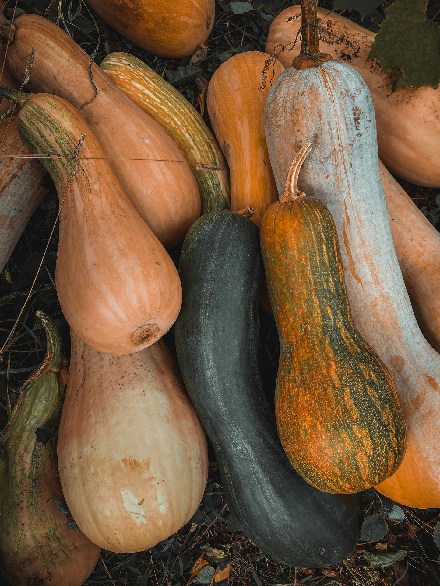 Winter Squash
