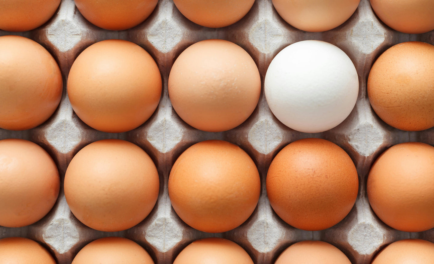 Eggs - Regular