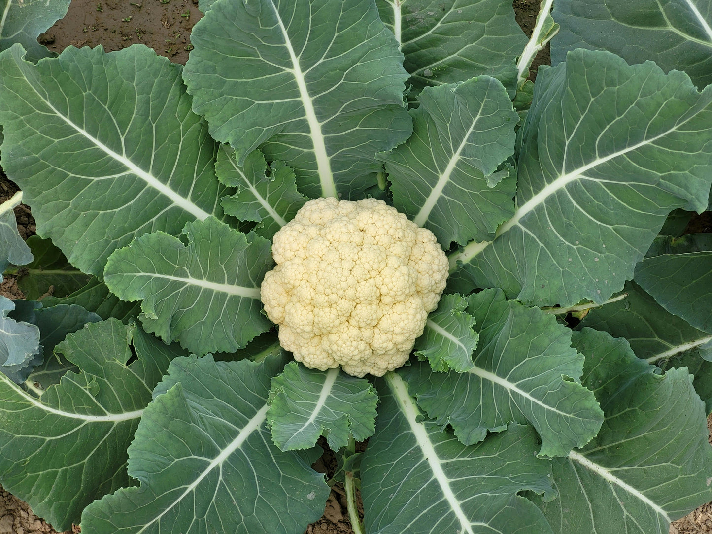 Cauliflower
