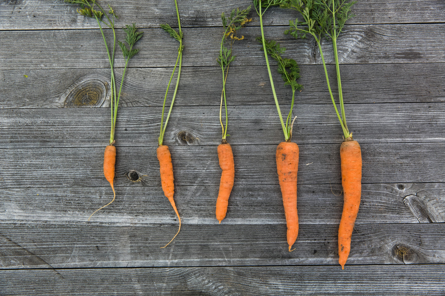 Fresh Carrots- Urban Prairie