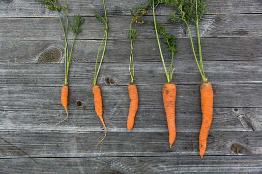 Fresh Carrots- Urban Prairie