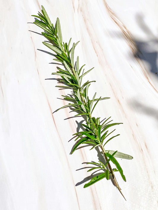 Dried Rosemary- Frog Bench Farms